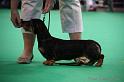 Crufts2011_2 1413